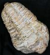 Calymene Trilobite From Morocco - Large Size #17899-2